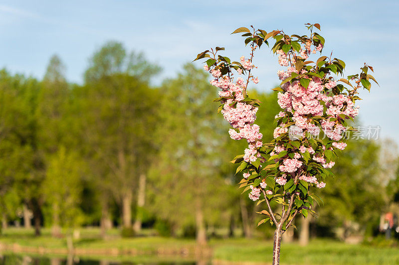 日本樱(Prunus serrulata)树在Ajka划船湖附近